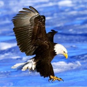 Meet your Posher, Robert